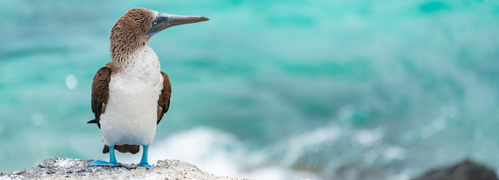 Blue Footed Booby standing on a rocky shore