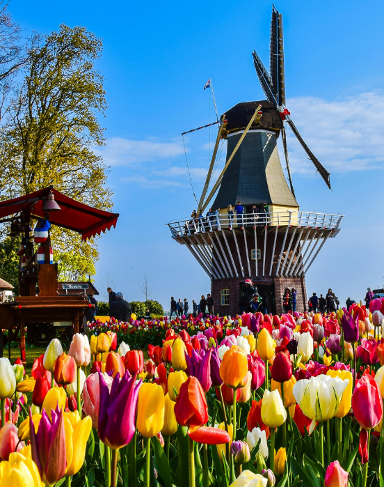 Tulips set against backdrop of a Dutch landscape