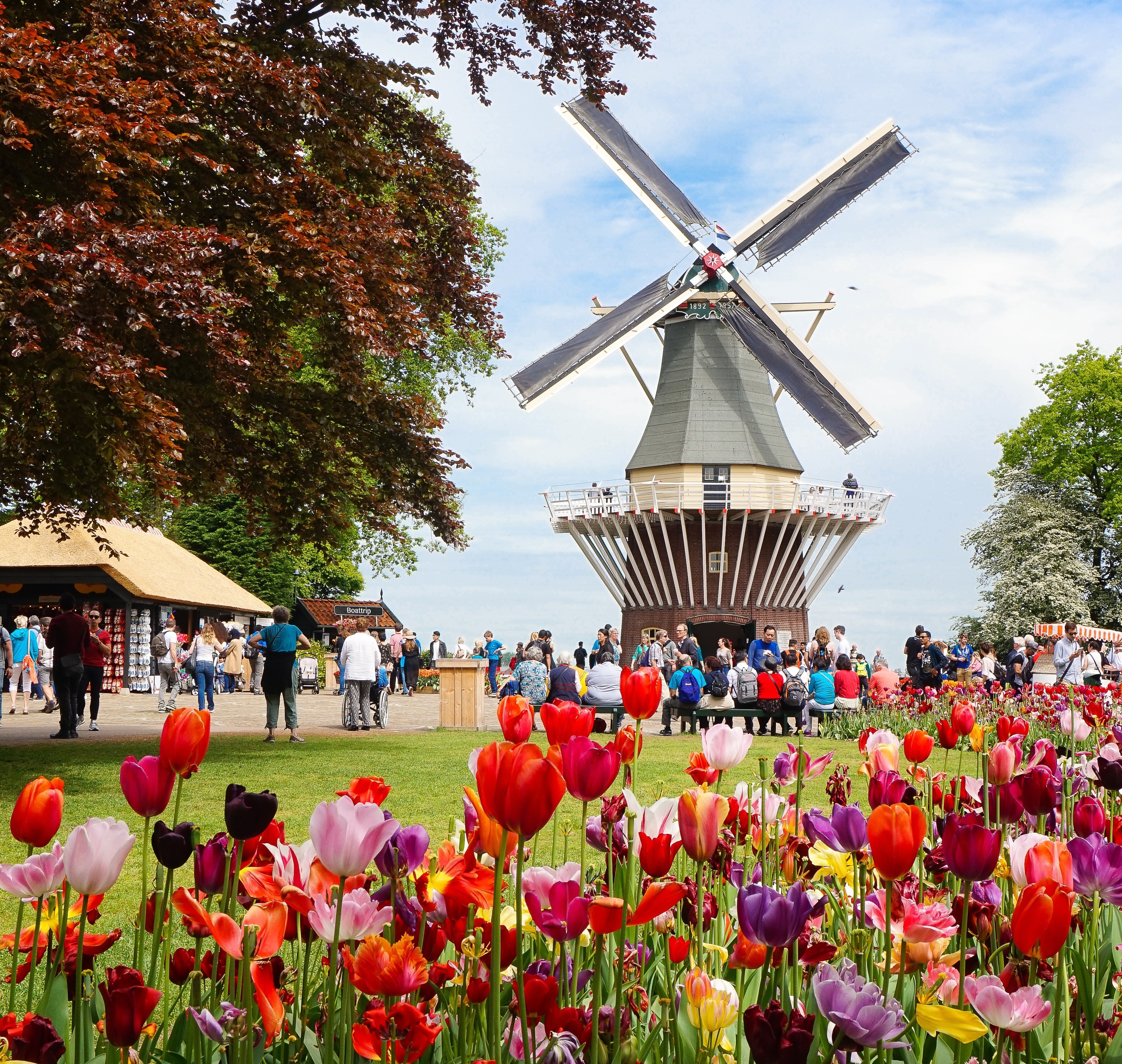 Tulip field set against backdrop of a windmill